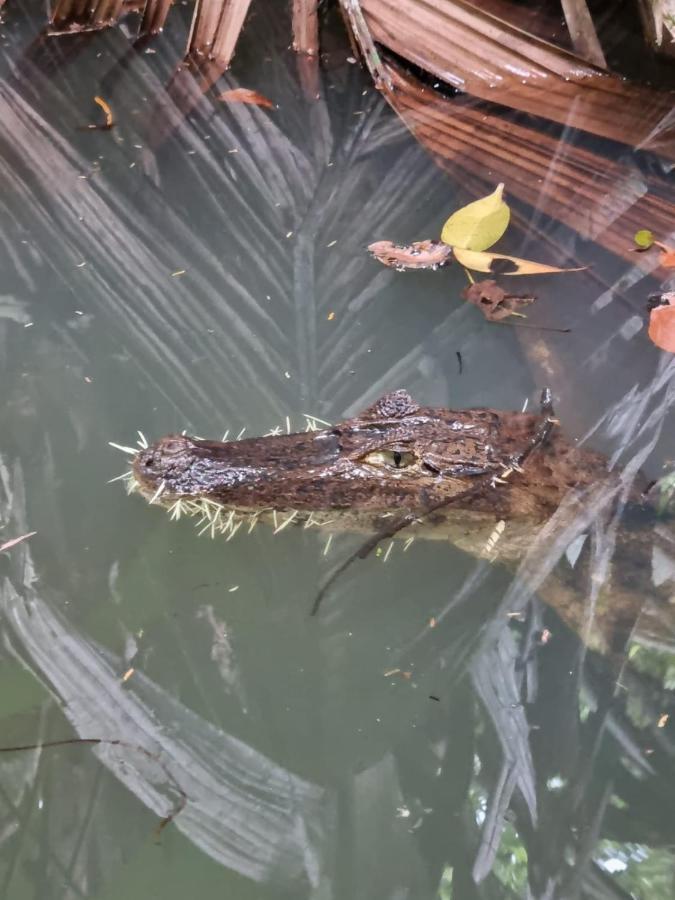 Tortuguero Villas 外观 照片