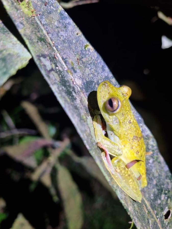 Tortuguero Villas 外观 照片