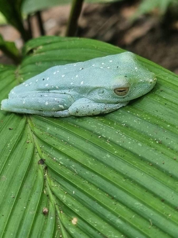 Tortuguero Villas 外观 照片