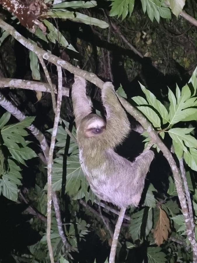 Tortuguero Villas 外观 照片